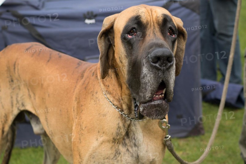 Dog Show. Rybnik