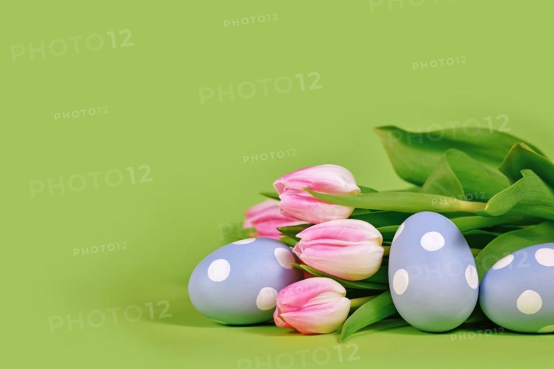 Tulip flowers and painted blue Easter eggs on green background with copy space