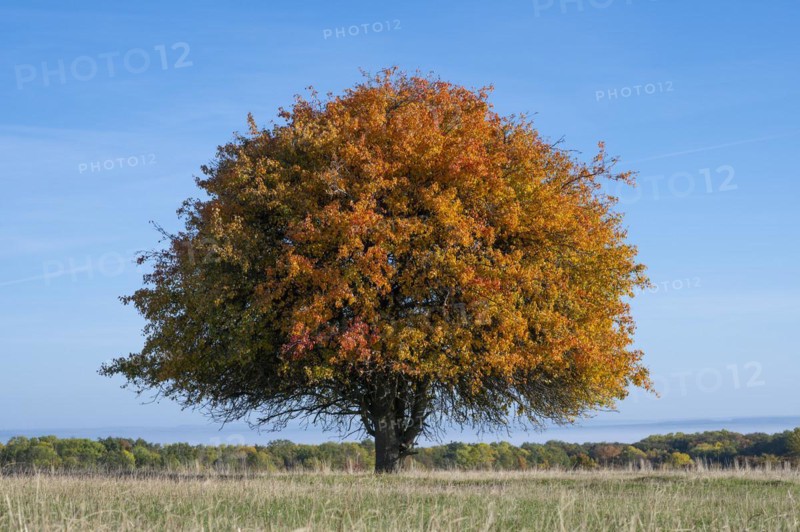 European pear