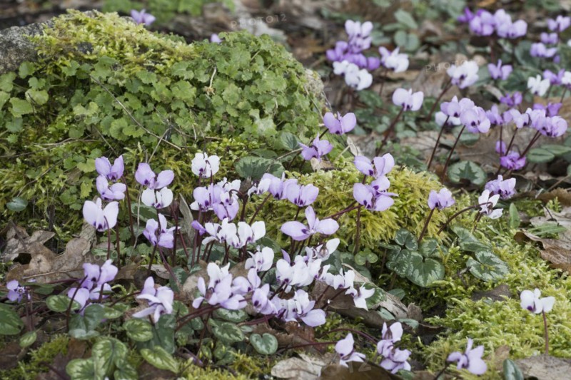 Eastern cyclamen