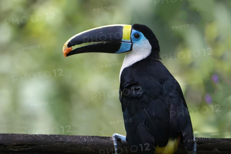 White-throated toucan