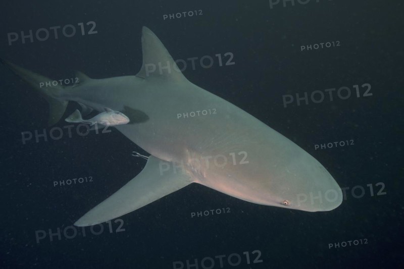 Bull shark