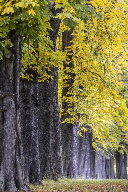 Autumn in Rosenstein Park