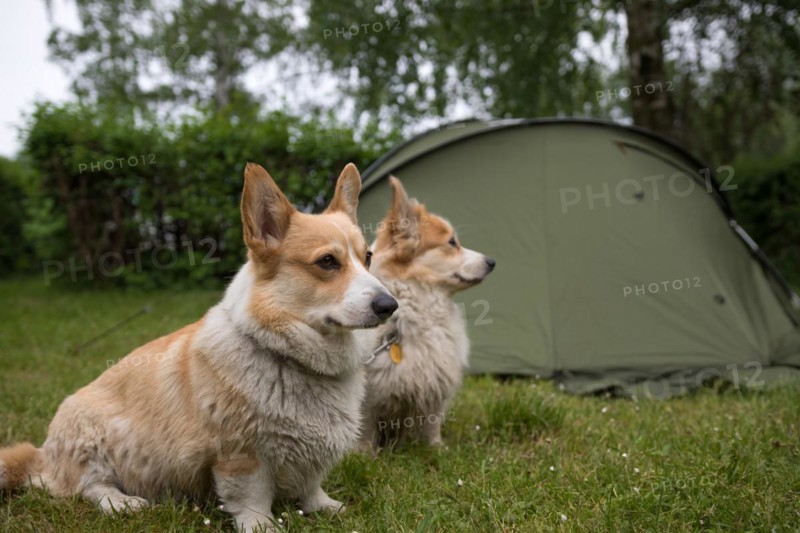 Welsh Corgi Pembroke dogs guard the camping tent. Outdoor