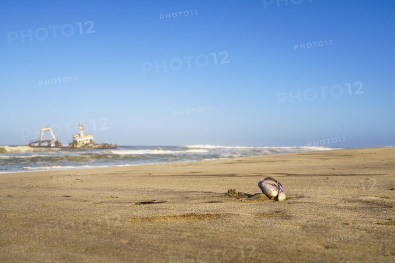Closeup of Mussel shell on the beach with beautiful scenery background of the abandoned shipwreck