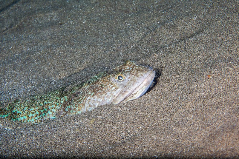 Atlantic lizardfish