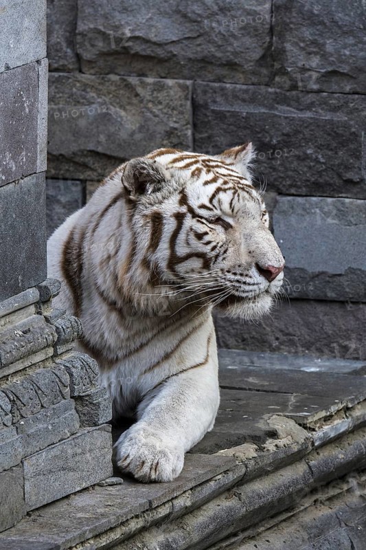 White tiger