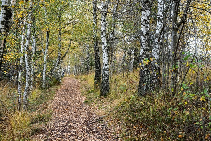 Autumn in the Kendlmuehlfilzen high moor