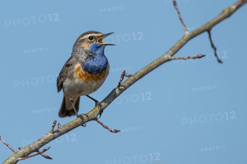 Courting bluethroat