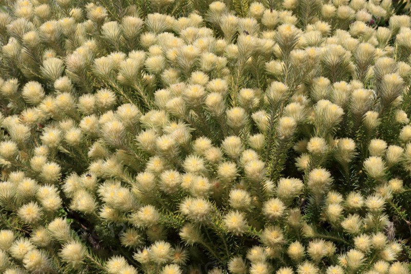 Phylica