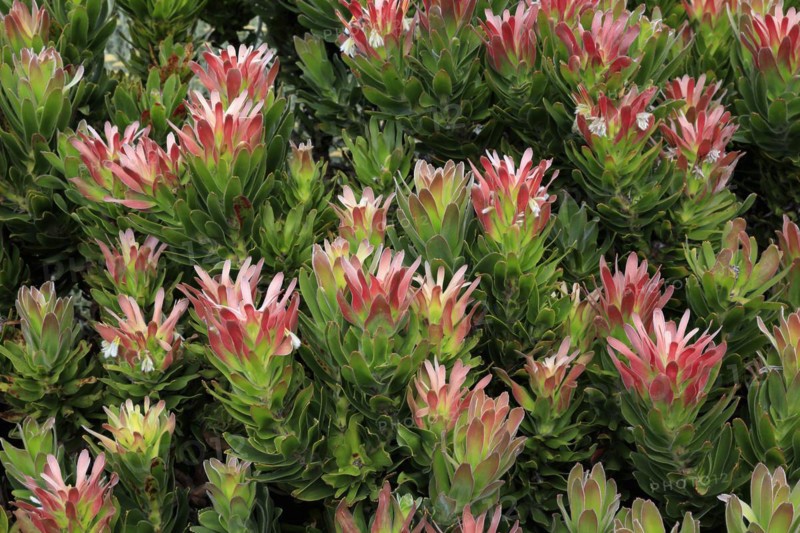 Protea Mimetes fimbrifolius