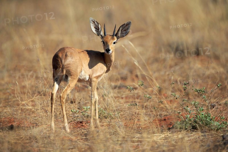 Steenbok