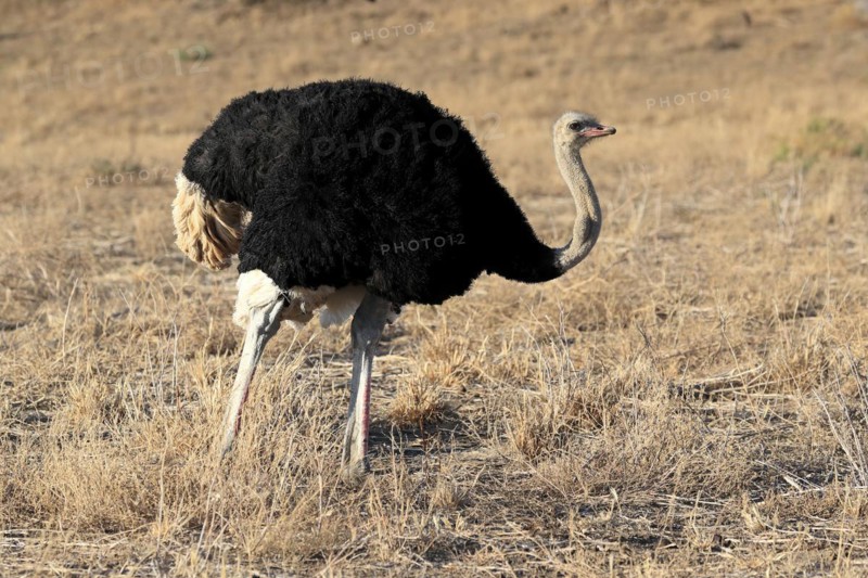 South African ostrich