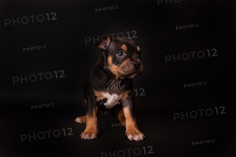 Puppy American Pit Bull Terrier sit on black background in studio