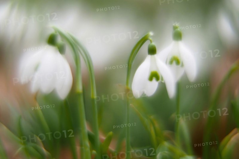 Common snowdrop