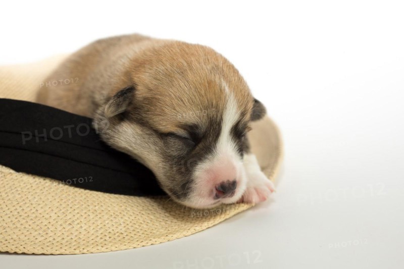 Ten days old puppies of the Welsh Corgi Pembroke