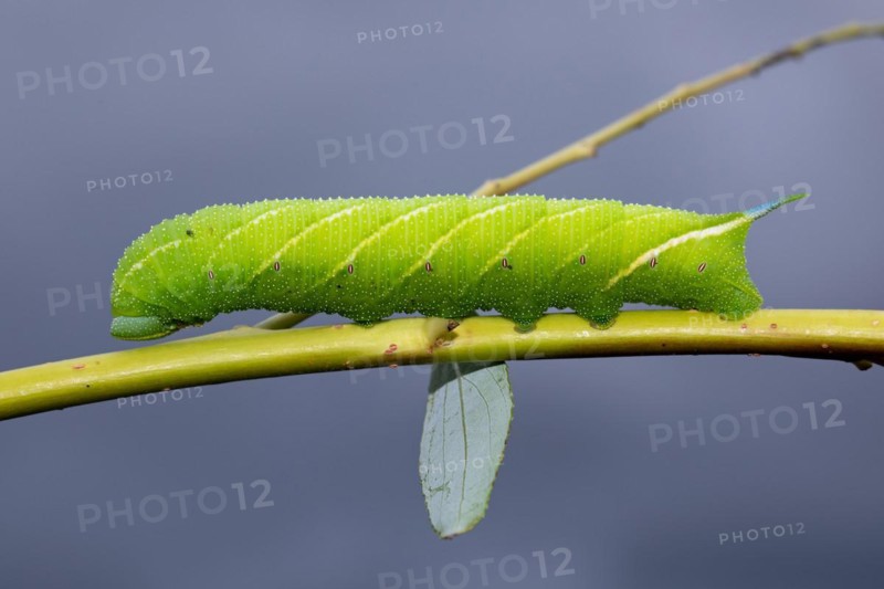 Evening peacock caterpillar sitting on stalk with green leaves looking left against blue sky