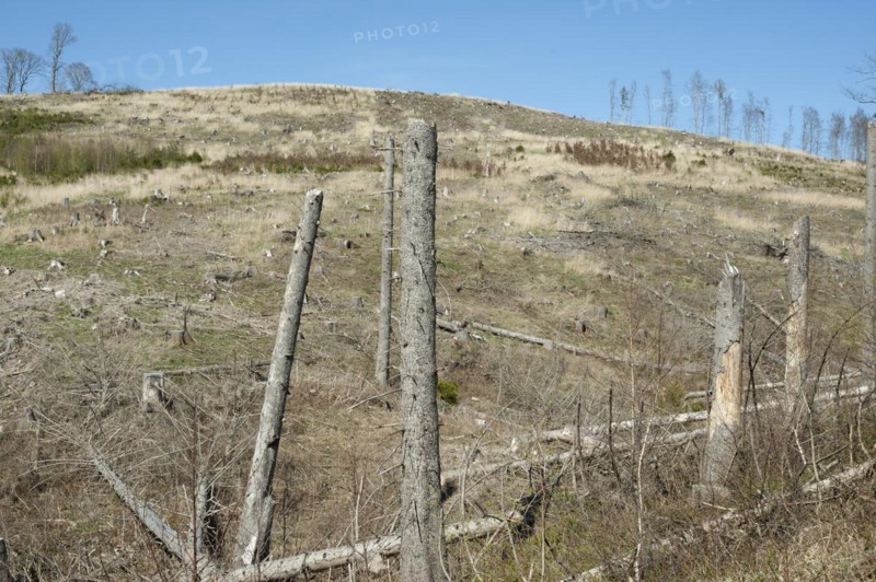 The picture shows a deforested area in the Sauerland. You can see tree stumps. In the foreground are several dead spruce trees