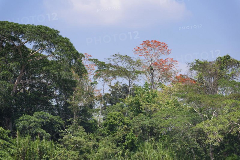 Amazon Tropical rain Forest with Pink Ipe Tree