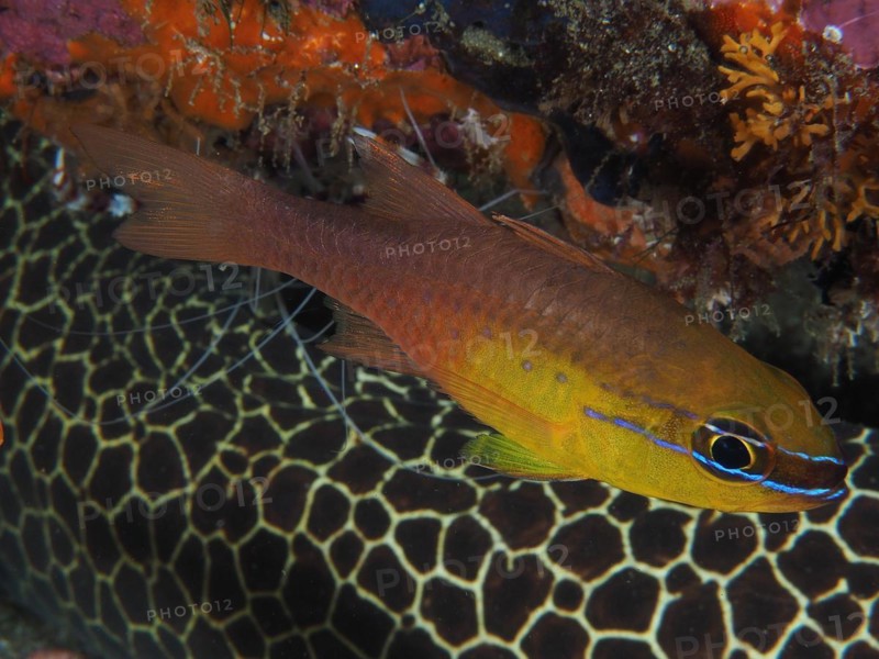 Golden-bellied cardinalfish