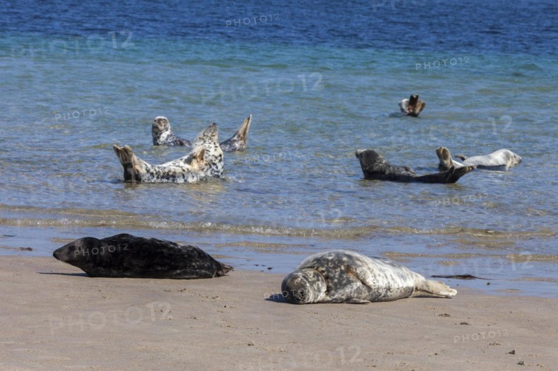 Grey Seal on the beach of Duene Island