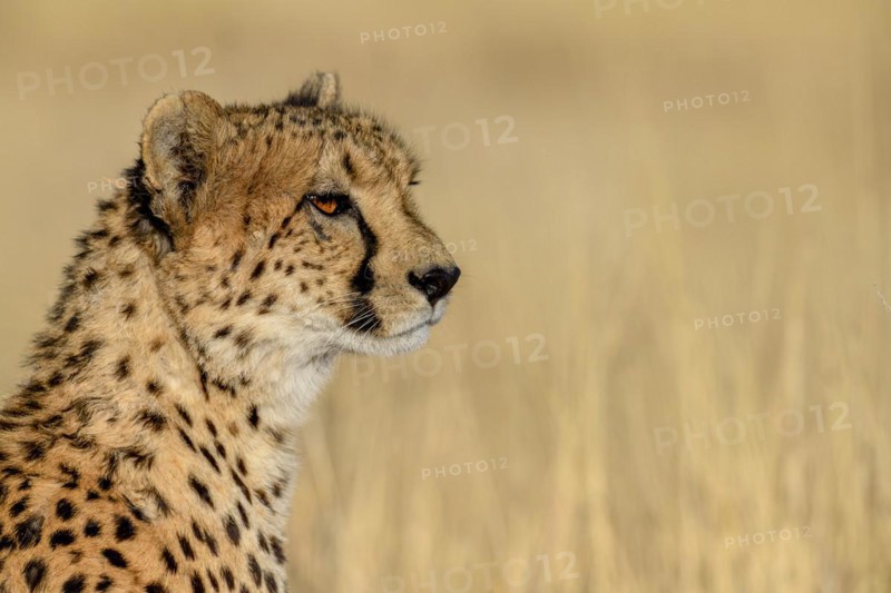 Cheetah