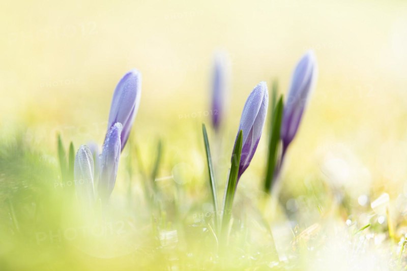 Spring crocus