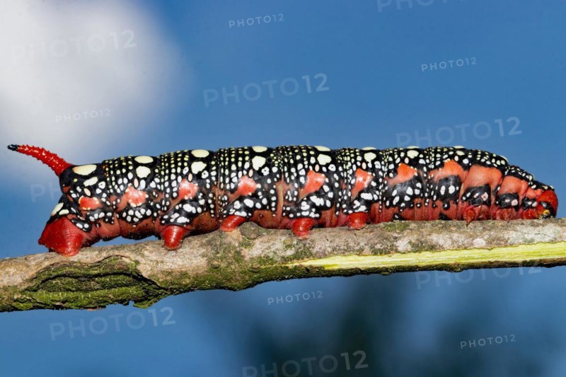 Spurge hawk moth red caterpillar sitting on branch right looking in front of blue sky and white clouds