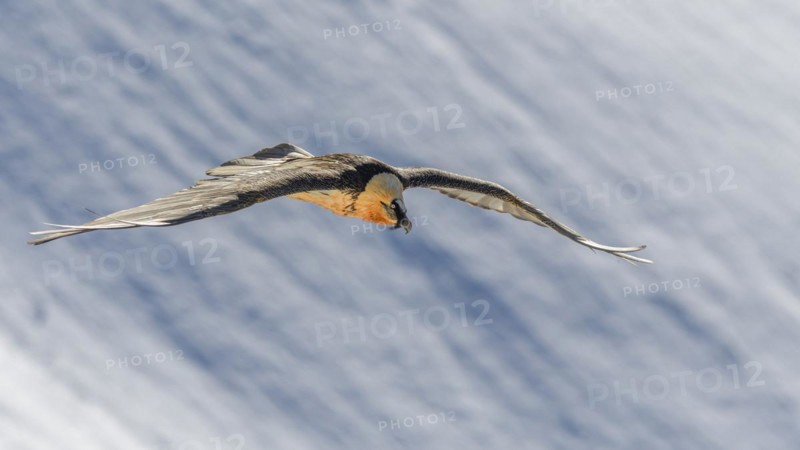 Bearded vulture