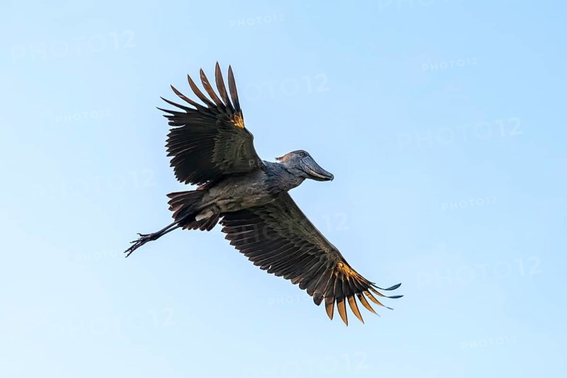 Shoebill