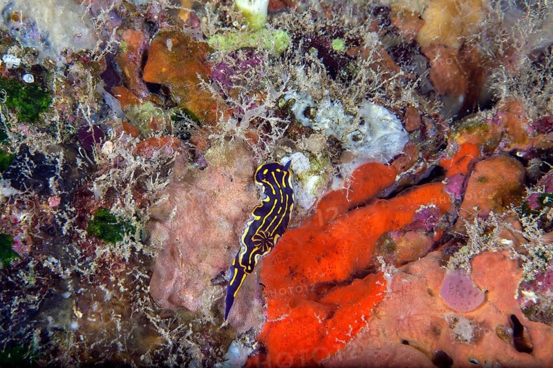 Yellow-violet star snail