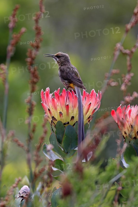 Cape sugarbird