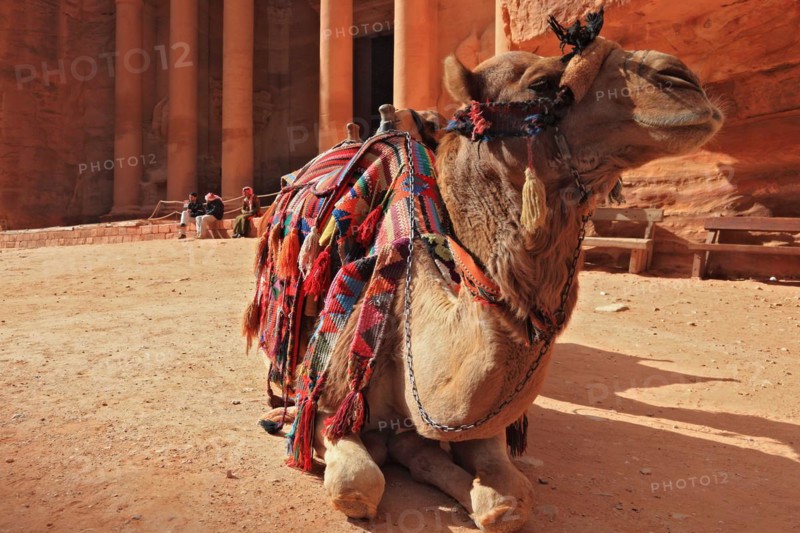 Camel in front of the Khazne al-Firaun