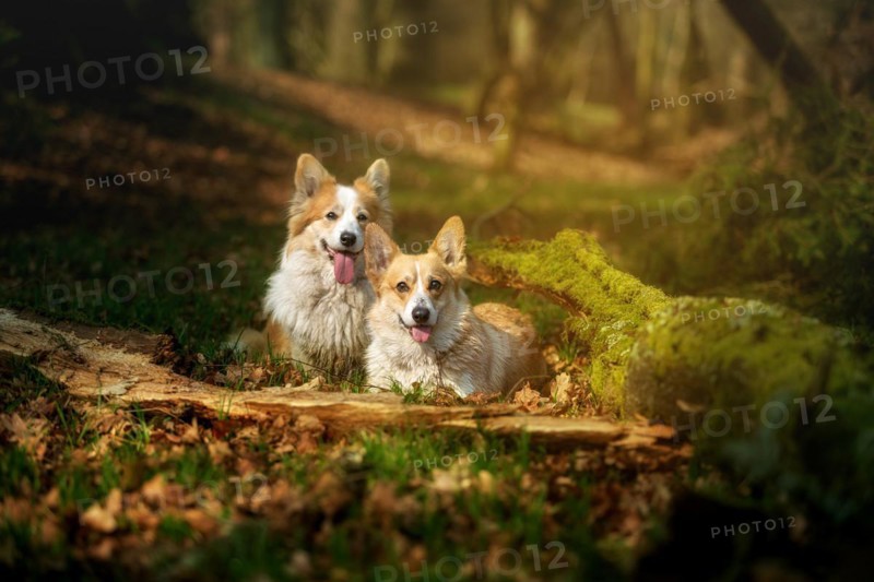 Two Pembroke Welsh Corgi dogs are in the middle of a beautiful forest. Poland