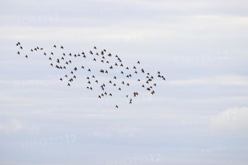 Common starling