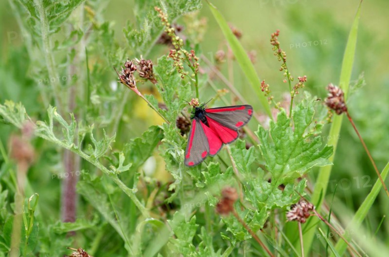 Cinnabar moth