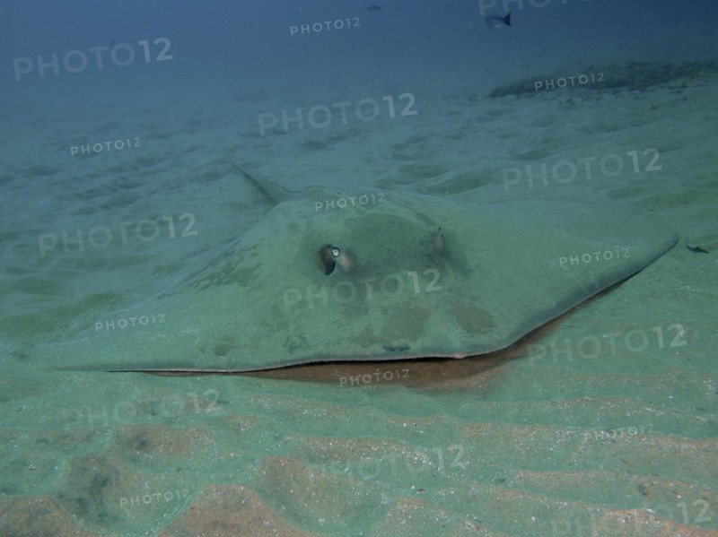 Dragon stingray