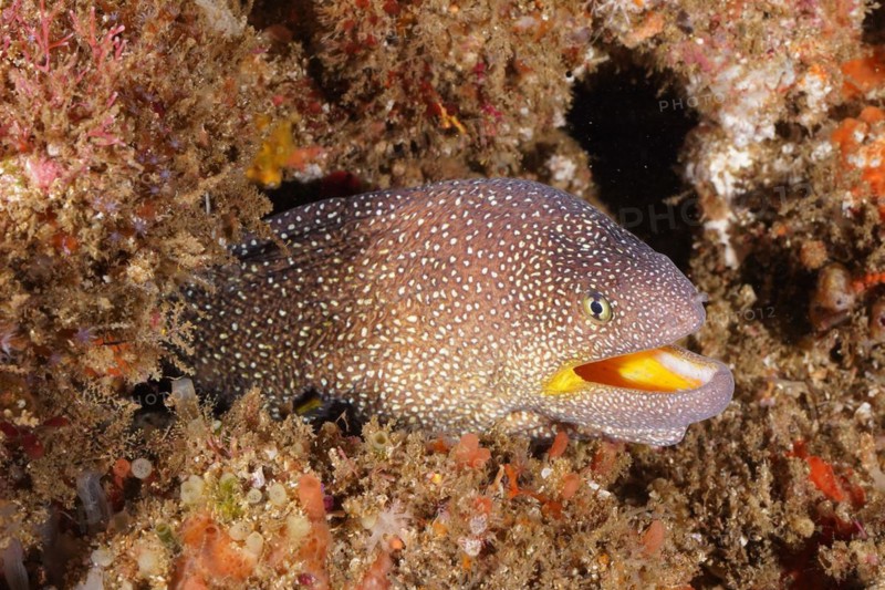 Close-up of starry moray