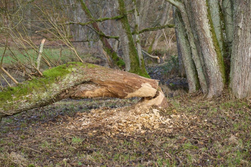Beaver