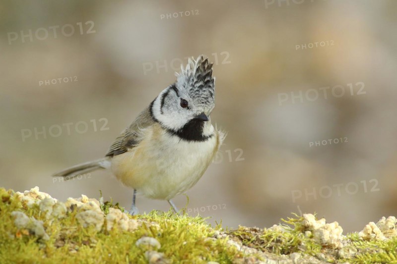 Crested Tit