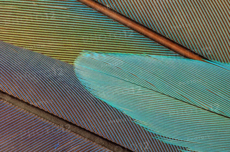 Parrot feathers in blue