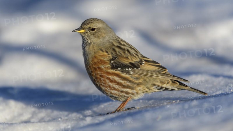 Alpine Accentor