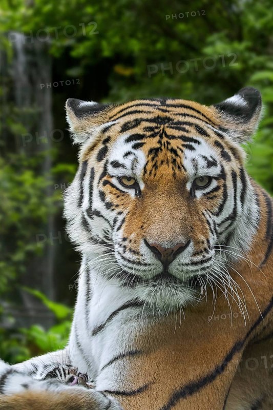 Siberian tiger