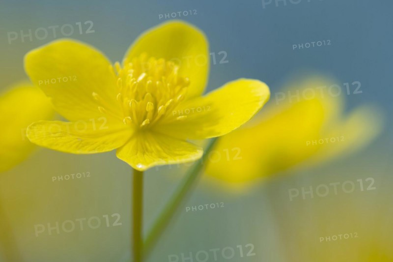 Marsh marigold