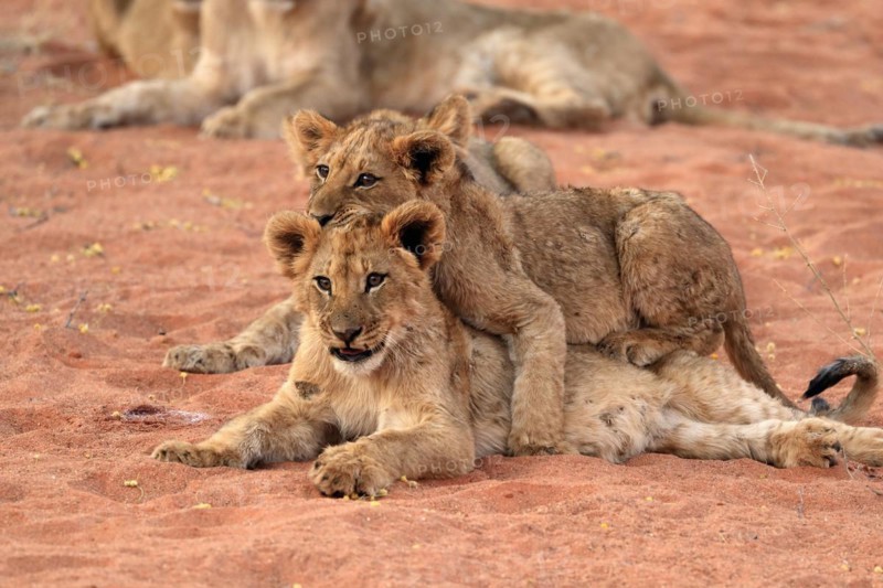 Lion