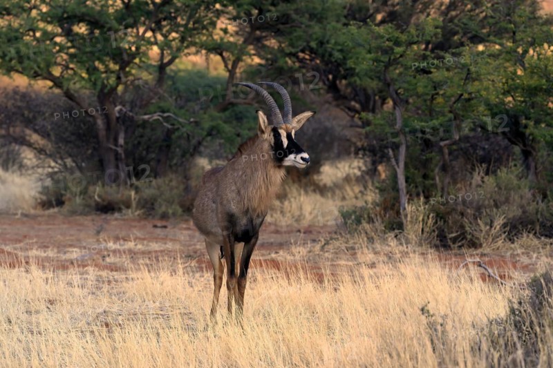 Roan antelope