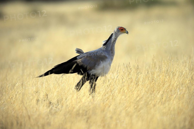 Secretary bird