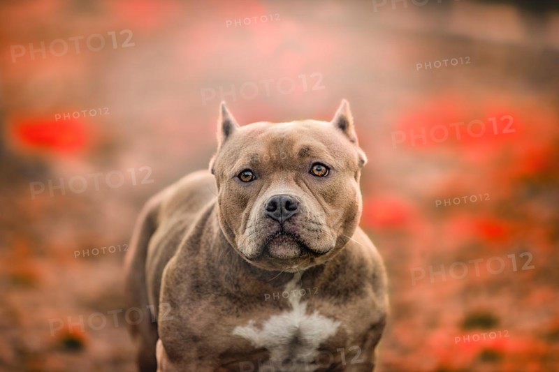 American Pit Bull Terrier