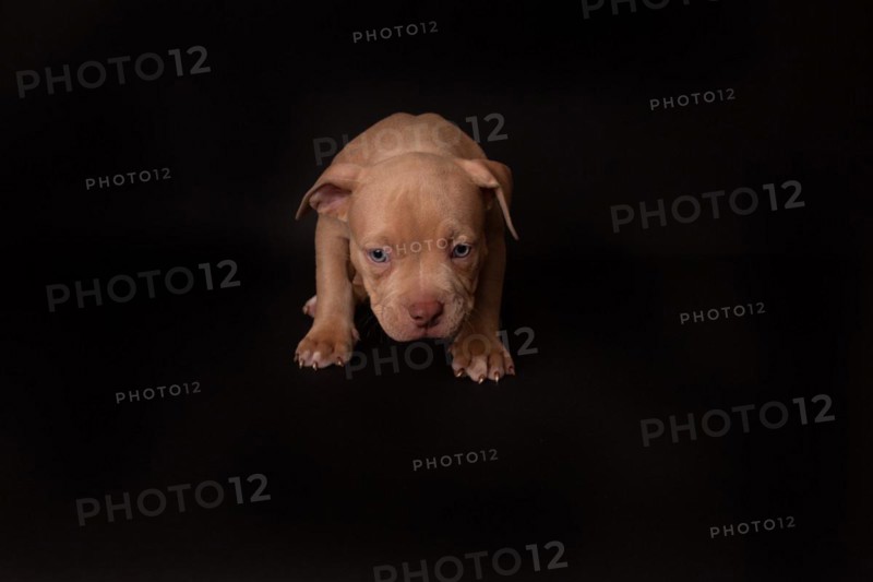 Puppy American Pit Bull Terrier sit on black background in studio