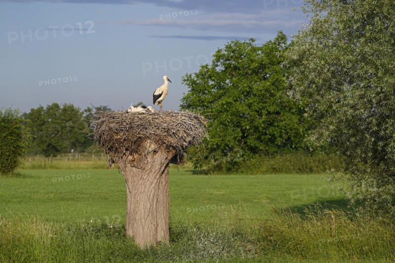 White Stork